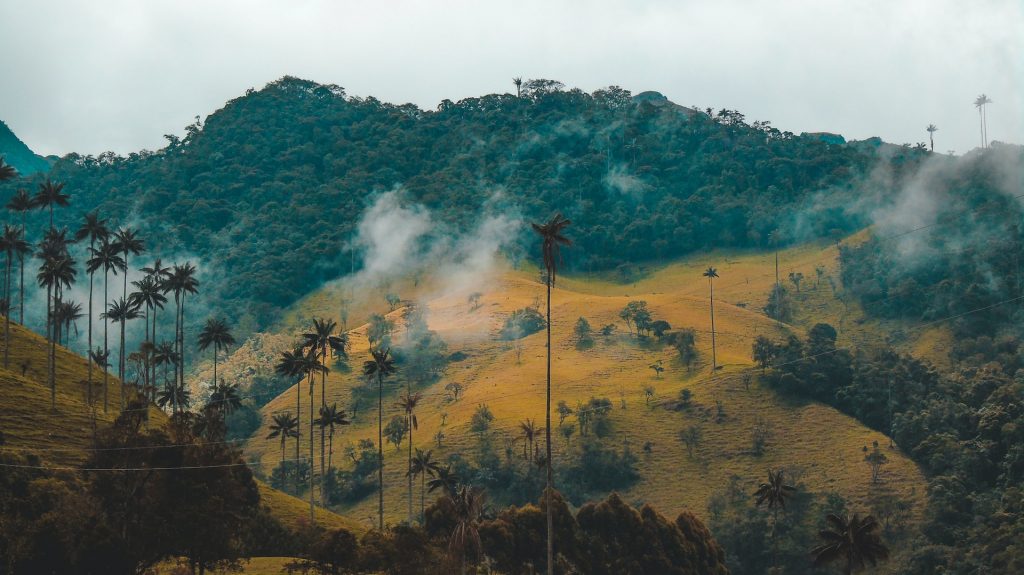 Cocora Valley in Quindio, Colombia